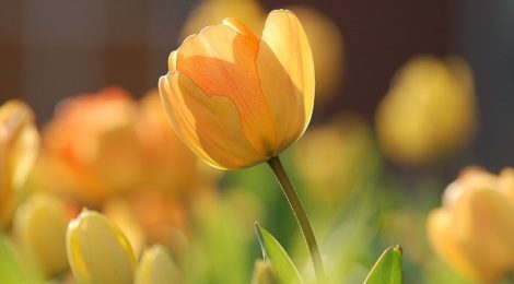Schreiben der Schulleitung vom 03.04.2020